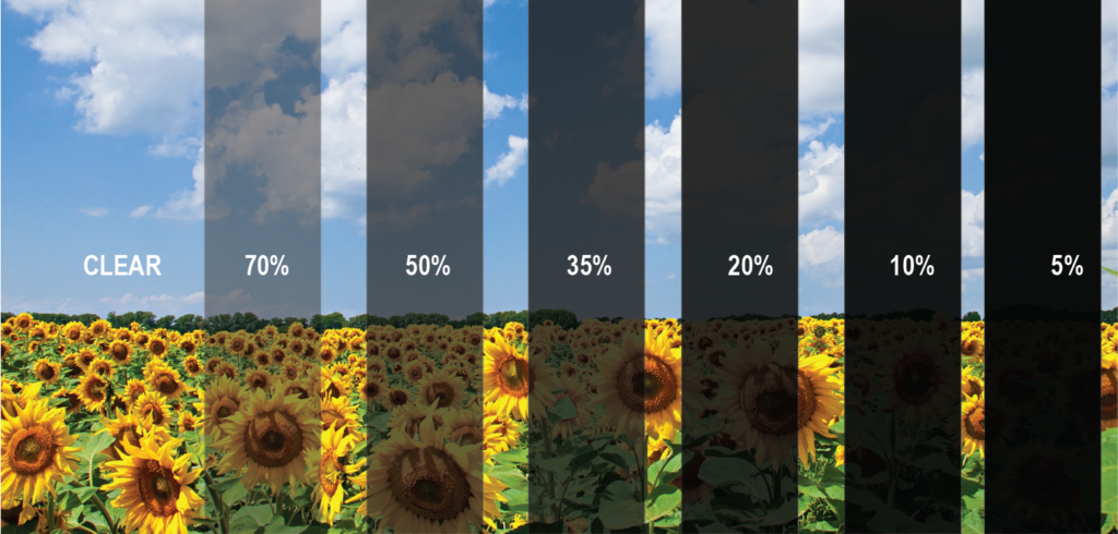 Sunflowers in a spectrum of colors, illustrating the natural beauty and variety of these cheerful blooms in a bright setting.
